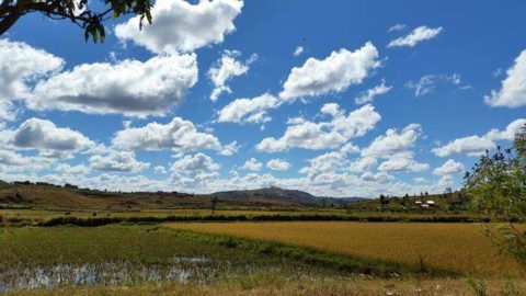 Investir à Madagascar : dans quels secteurs ? Elman dans les champs