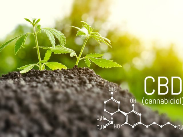Growing natural marijuana with small seedlings from
soil for the production of cannabis essential oil in medicinal preparations. CBD oil cannabidiol formula